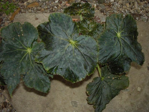 B. ‘Black Adder’